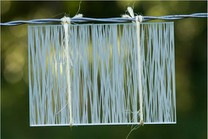 Dekorativno staklo za sitotisak